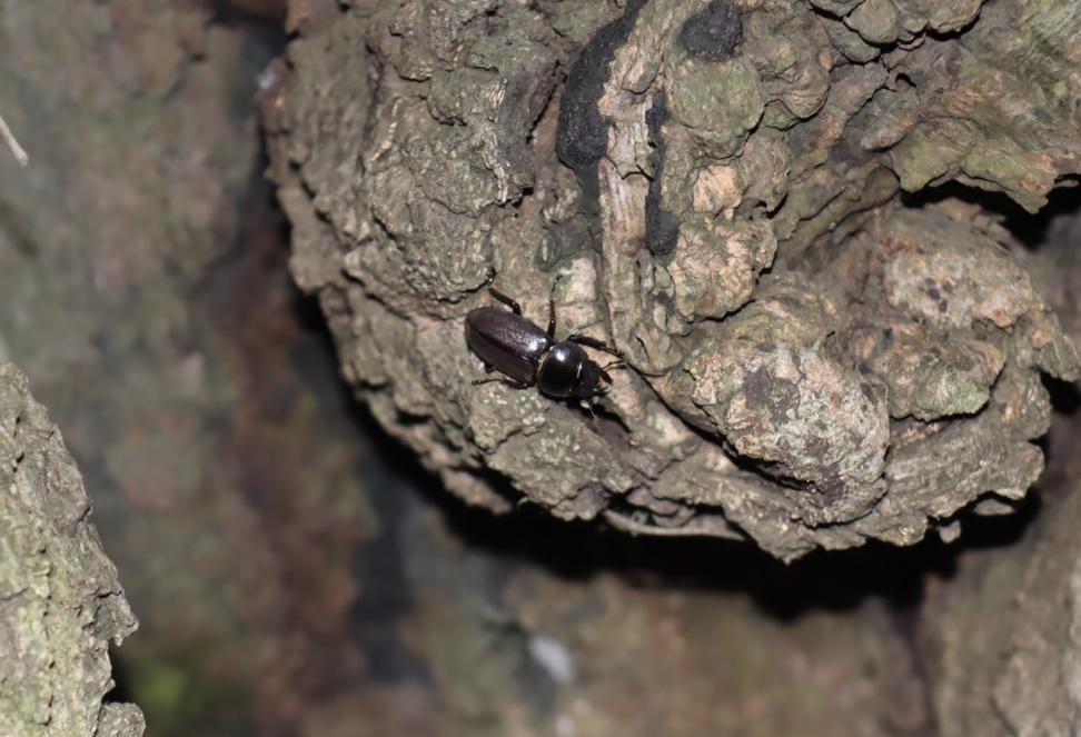 峠道沿いの大きな洞があるクヌギ_コクワガタの雌_2021年8月19日19時35分 気温27度